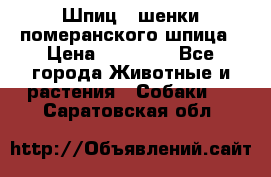 Шпиц - шенки померанского шпица › Цена ­ 20 000 - Все города Животные и растения » Собаки   . Саратовская обл.